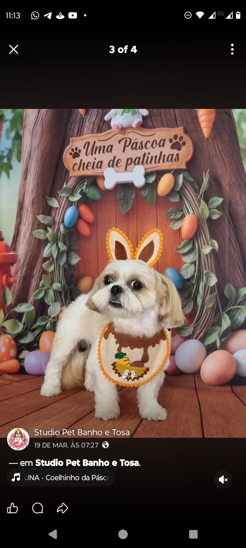 Pet 9